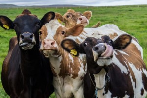 Акція для власників сухостійних корів