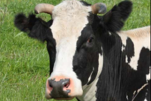 Паравагінальне введення іхглюковіта