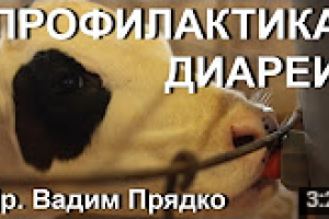 Профілактика діареї у телят імуноглобулінами.