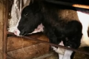 Як вилікували нодулярный дерматит у бичка.