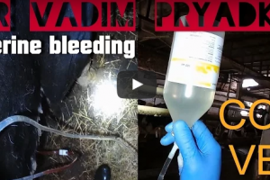 Маткова кровотеча у корови. Терапія.