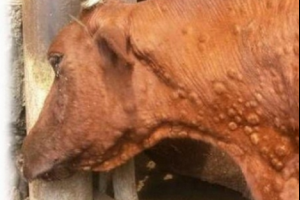 Нодулярный дерматит - небезпечна панзоотия!