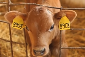 Лікування артриту скакального суглоба у теляти Джерсея