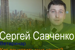 Як чистити вуха кішці?