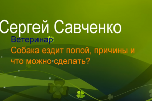 Чому собака їздить на попі. Поради Сергія Савченка.